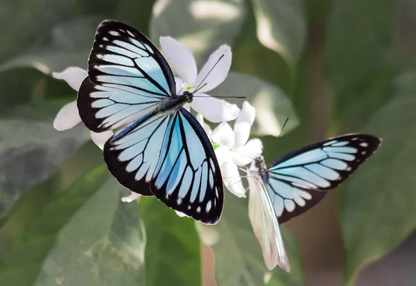 Синій Метелик Тигр Tirumala Limniace Білій Квітці Непалу — стокове фото