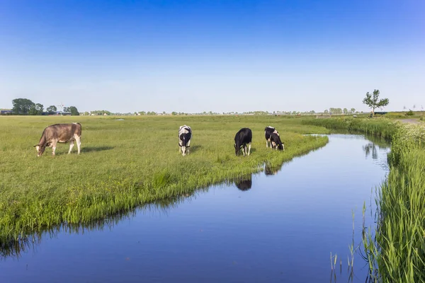 Dutch holstein cows dtanding at a little river in Groningen, Netherlands