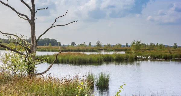 Panorama Dead Tree Moors National Park Dwingelderveld Netherlands — Stock Photo, Image