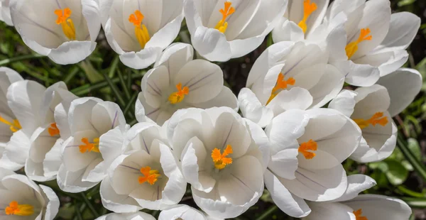 White crocus with yellow orange pistil — Stock Photo, Image