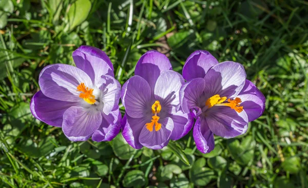 Purple crocus with yellow pistil — Stock Photo, Image