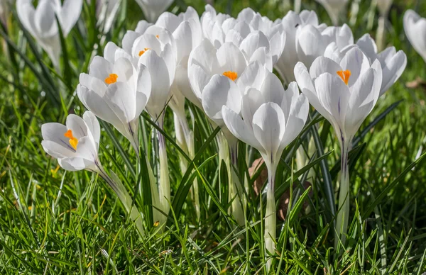 White crocus with yellow orange pistil — Stock Photo, Image