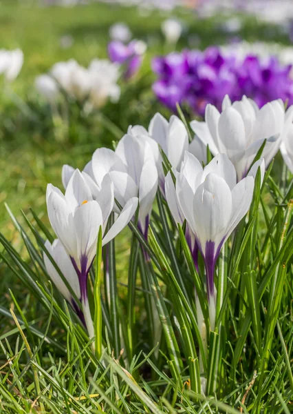 White and purple crocus — Stock Photo, Image