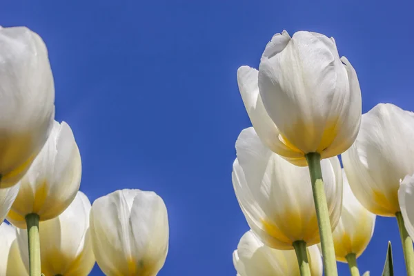 White tulips against a blue sky — Stock Photo, Image