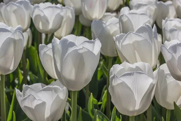 Grupa białych tulipanów — Zdjęcie stockowe