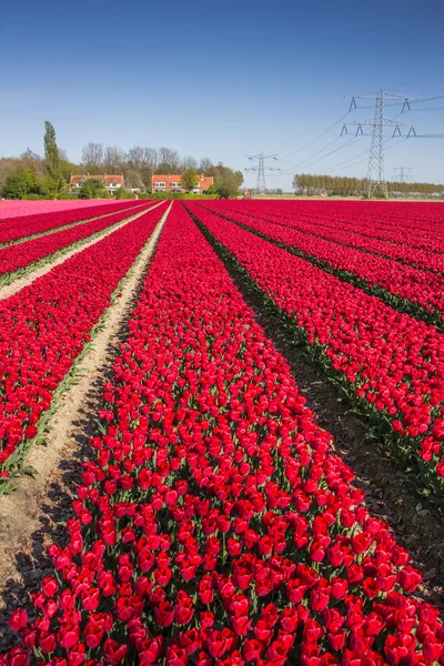 Поле из красных тюльпанов и дом — стоковое фото