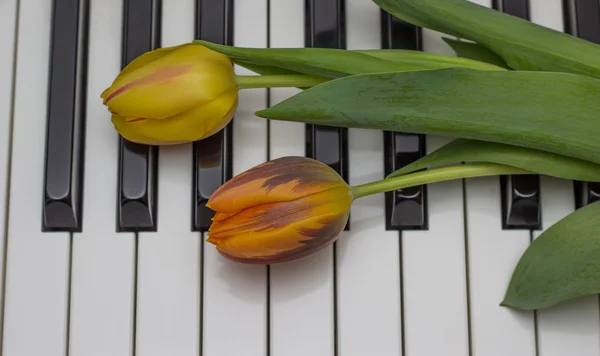 Orange and red tulip on a piano Royalty Free Stock Images