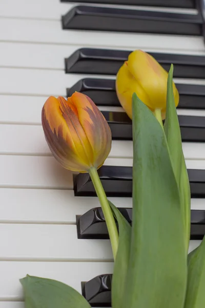 Orange and red tulip on a piano Royalty Free Stock Photos