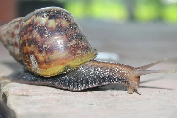 Garden Snail Incommon Species Wet Garden Yard Its Best Quality — Stock Photo, Image