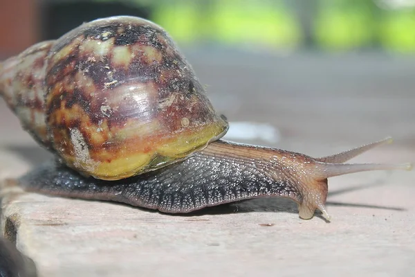 Melc Grădină Specii Neobișnuite Umed Curtea Grădinii Habitatul Său Cea — Fotografie, imagine de stoc