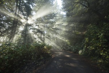 Güneş ışınları altın sonbahar ormanda