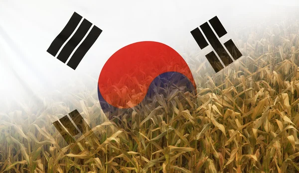 Coreia do Sul Nutrition Concept Campo de milho com tecido Bandeira — Fotografia de Stock