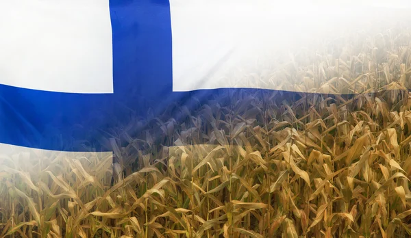 Finland Nutrition Concept Corn field with fabric Flag — Stock Photo, Image