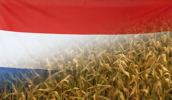 Netherlands Nutrition Concept Campo de maíz con bandera de tela — Foto de Stock