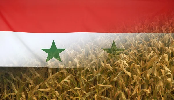 Síria Nutrição Conceito Milho campo com tecido Bandeira — Fotografia de Stock