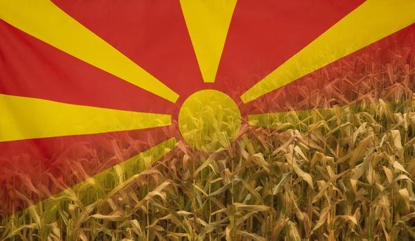 Macedonia Nutrition Concept Campo de maíz con bandera de tela — Foto de Stock