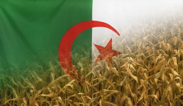 Algeria Nutrition Concept Campo di mais con tessuto Bandiera — Foto Stock