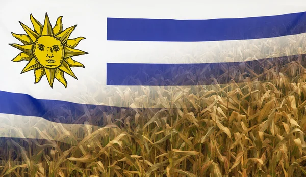 Уругвай Концепция питания Кукурузное поле с тканевым флагом — стоковое фото
