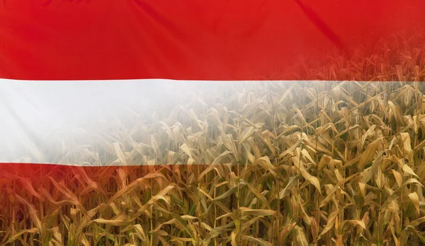 Austria Concepto Nutricional Campo de maíz con tela Bandera —  Fotos de Stock