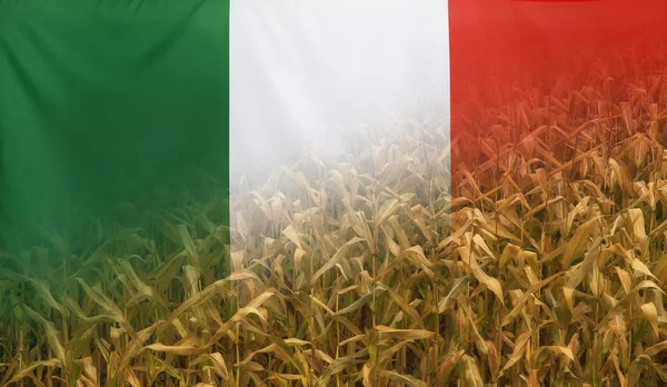 Italy Nutrition Concept Corn field with fabric Flag — Stock Photo, Image