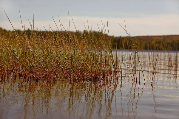 Reflection of reeds Stock Picture