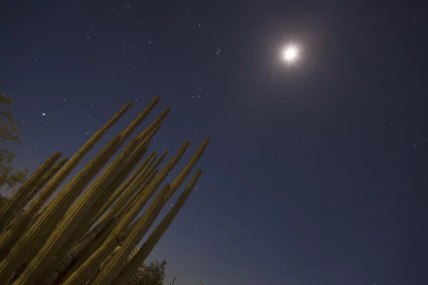 Organ Pipe Cactuses with stars — Stock Photo, Image