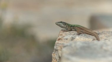 güneş banyosu alarak kertenkele