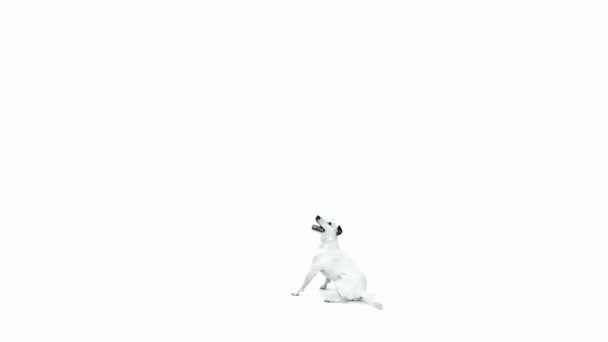 Jack russell terrier skoki — Wideo stockowe