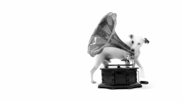 Jack Russell Terrier and gramophone — Stock Video