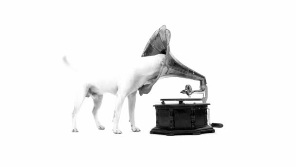 Jack Russell Terrier and gramophone — Stock Video