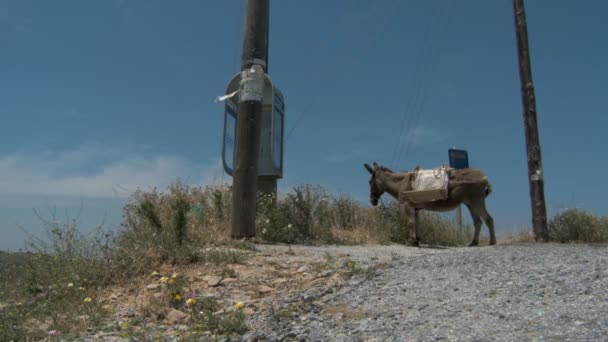 Donkey resting — Stock Video