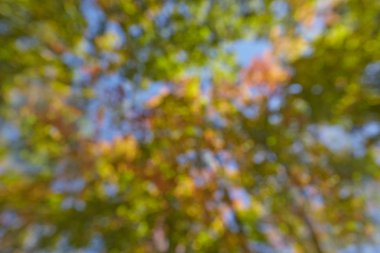 akçaağaç yaprakları