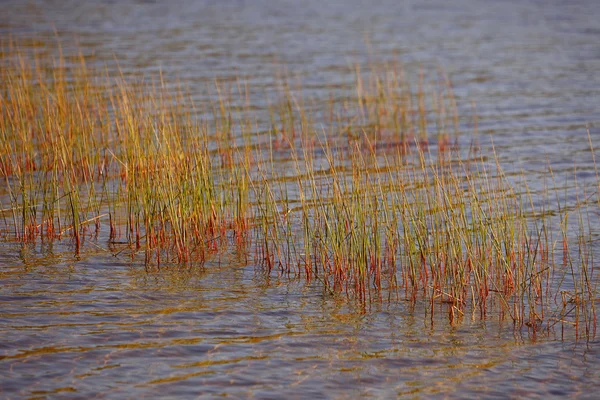 Reflexão de juncos — Fotografia de Stock