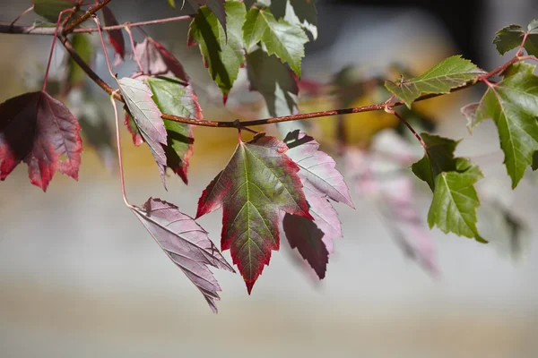 Foglie d'acero colorate — Foto Stock