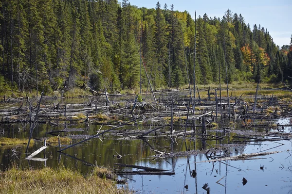 Alberi morti — Foto Stock