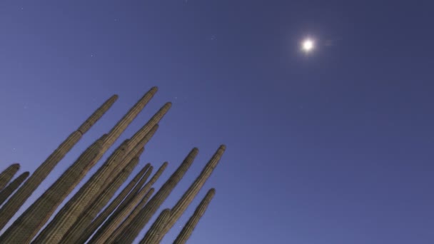 Tuyau d'orgue cactus — Video