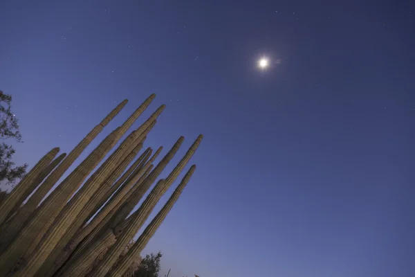 Cactus a canne d'organo — Foto Stock