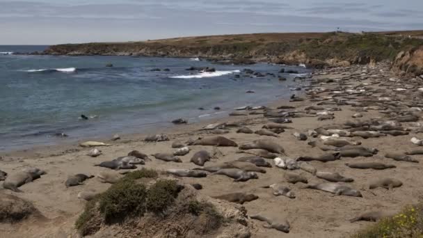 Obrovské kolonie elephant Seals