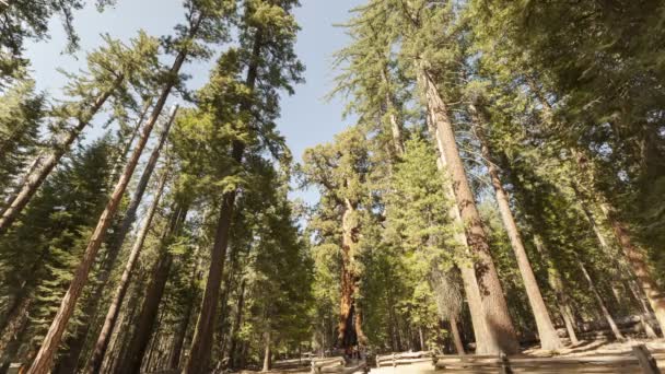 Turister som besöker Sequoias tall skog — Stockvideo