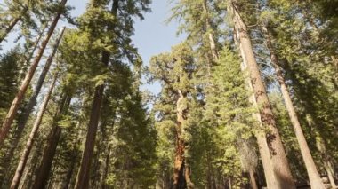 Uzun boylu orman SEQUOIAS gelen turist