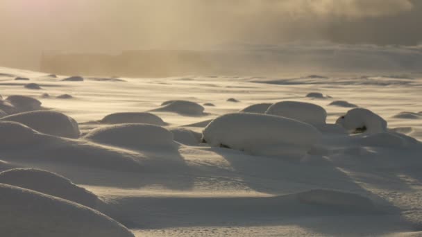 Vagues de bosses de neige en hiver — Video