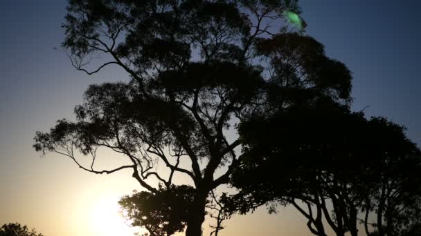 Sonnenaufgang mit Baum — Stockvideo