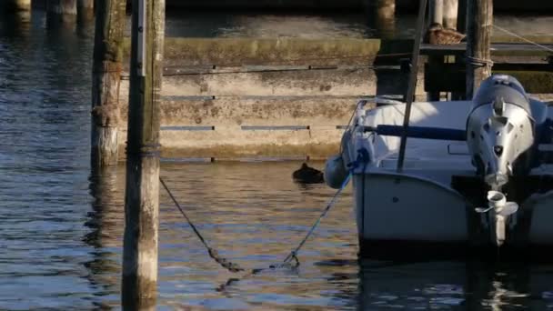 Човен плаває на пристані — стокове відео