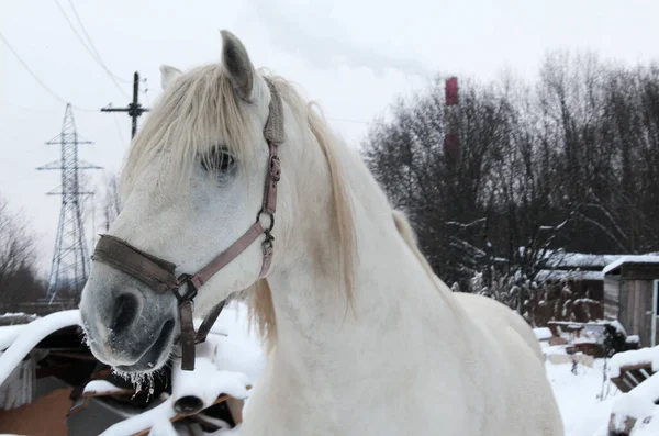 Cavalo Branco Paisagem Inverno — Fotografia de Stock