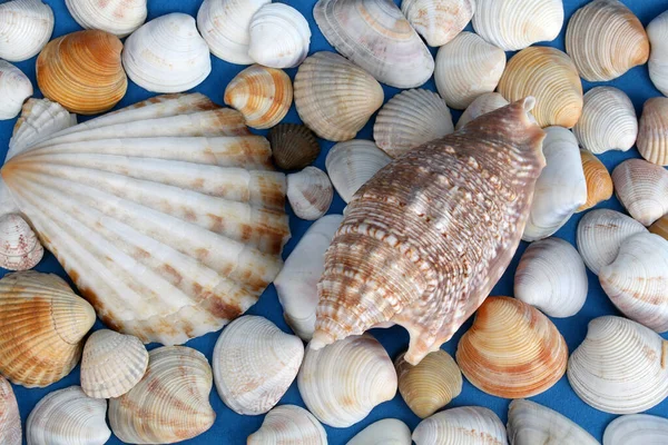 deniz kabukları mavi arkaplanda kapanır