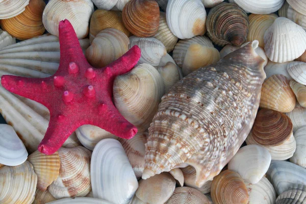 Deniz yıldızları ve deniz kabukları kapanır