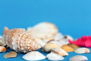 deniz kabukları mavi arkaplanda kapanır