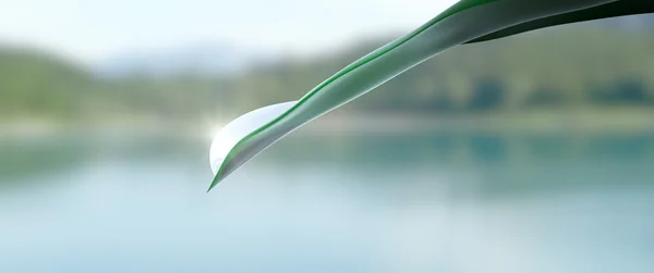 damla ve geniş yaprak