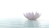 Zen lotus a víz