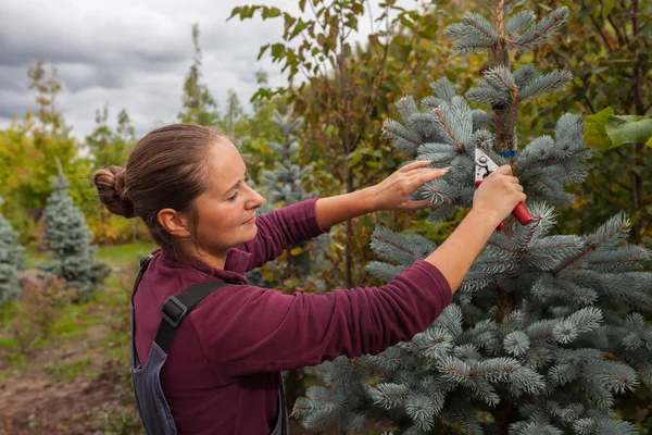 Woman gardener cuts blue spruce using secateurs